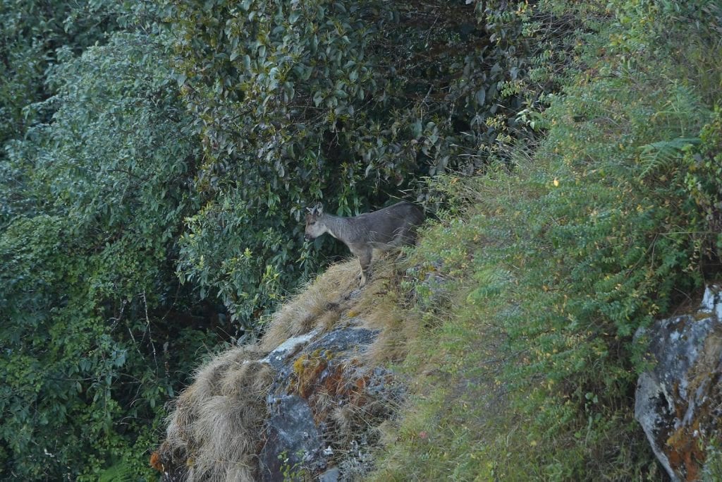 ม้าเทวดา อาบแดดอวดโฉมให้นักท่องเที่ยวได้ชม ณ กิ่วแม่ปาน ดอยอินทนนท์ ม้าเทวดา อาบแดดอวดโฉมให้นักท่องเที่ยวได้ชม ณ กิ่วแม่ปาน ดอยอินทนนท์