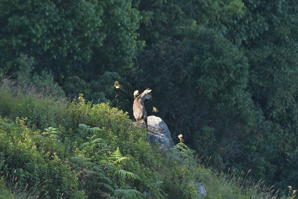 ม้าเทวดา อาบแดดอวดโฉมให้นักท่องเที่ยวได้ชม ณ กิ่วแม่ปาน ดอยอินทนนท์ ม้าเทวดา อาบแดดอวดโฉมให้นักท่องเที่ยวได้ชม ณ กิ่วแม่ปาน ดอยอินทนนท์