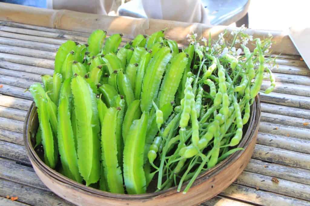 "เกษตรเขต 6" หนุนธนาคารเมล็ดพันธุ์สร้างความมั่นคงทางอาหาร "เกษตรเขต 6" หนุนธนาคารเมล็ดพันธุ์สร้างความมั่นคงทางอาหาร