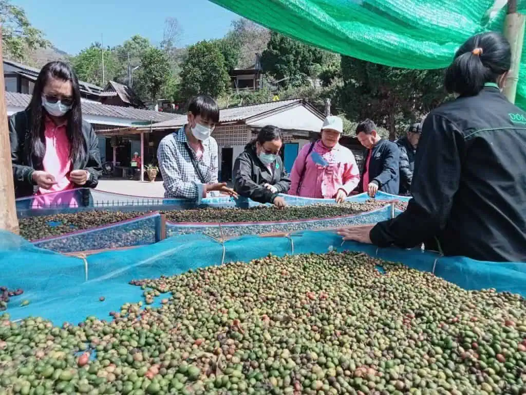 เกษตรเชียงใหม่ นำทีมศึกษาดูงาน เพิ่มประสิทธิภาพการผลิตกาแฟ