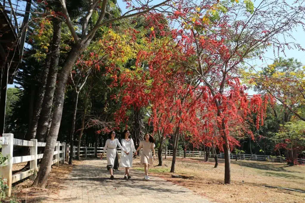 อุทยานหลวงราชพฤกษ์ จัดสวนกุหลาบกว่า 220 สายพันธุ์ บานสะพรั่งรับวาเลนไทน์