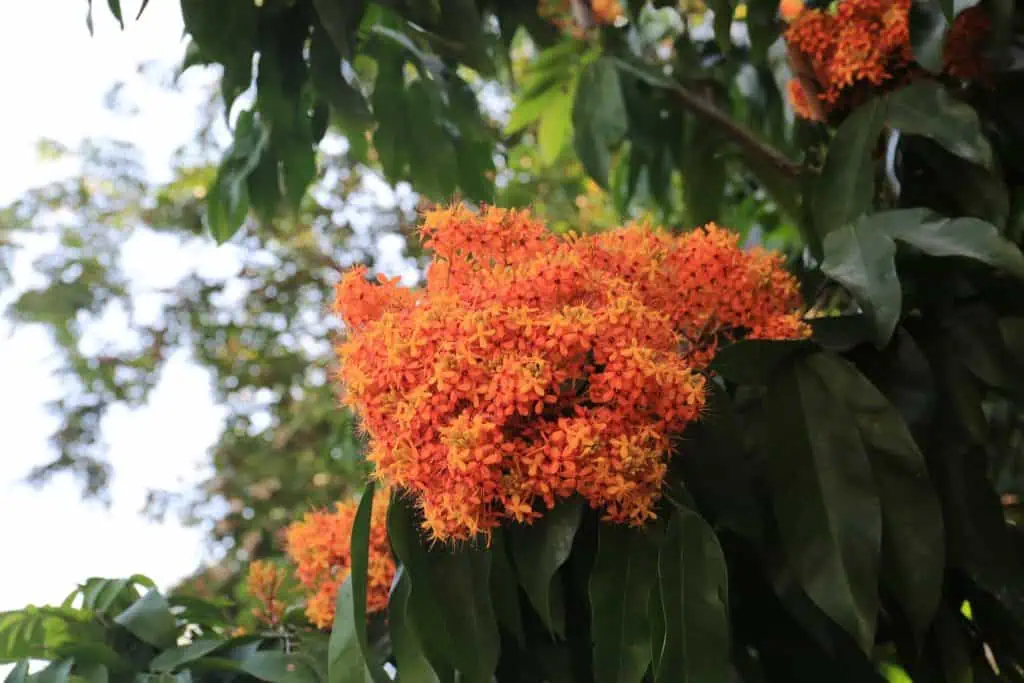 งามสะพรั่งไม้กลุ่มสี ที่อุทยานหลวงราชพฤกษ์ จ.เชียงใหม่