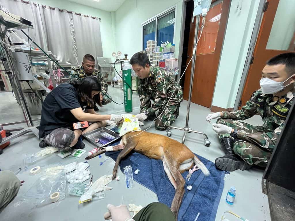 เก้งเพศเมียลงจากดอยสุเทพ ถูกรถชนบาดเจ็บ เก้งเพศเมียลงจากดอยสุเทพ ถูกรถชนบาดเจ็บ