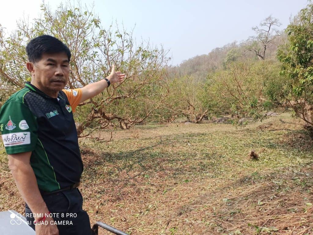 เกษตรจังหวัดเชียงใหม่ สั่ง 25 อำเภอ เร่งช่วยเหลือเกษตรกรที่ประภัย เกษตรจังหวัดเชียงใหม่ สั่ง 25 อำเภอ เร่งช่วยเหลือเกษตรกรที่ประภัย