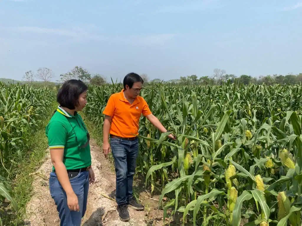 SUN ลุยวิจัย ยกระดับ “ข้าวโพดหวานไทย” สู่อุตสาหกรรมอาหารเพื่อผู้บริโภค