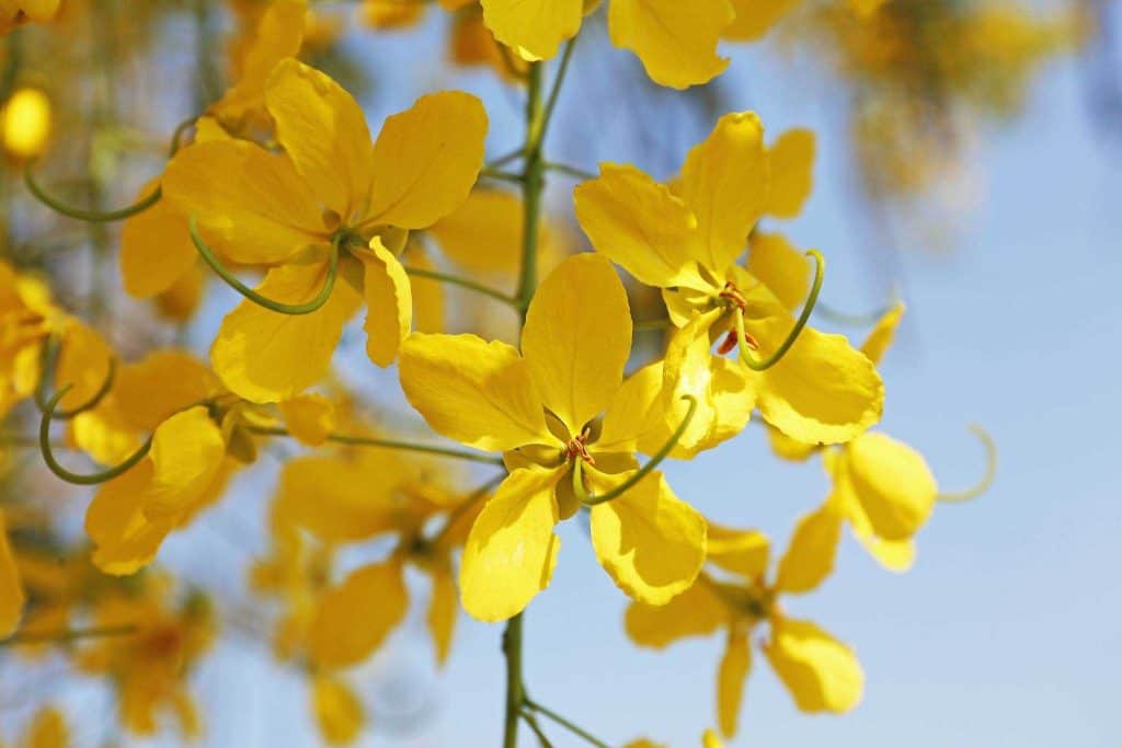 ชมอุโมงค์ราชพฤกษ์แห่งแรกใน ที่อุทยานหลวงราชพฤกษ์ จ.เชียงใหม่ ชมอุโมงค์ราชพฤกษ์แห่งแรกใน ที่อุทยานหลวงราชพฤกษ์ จ.เชียงใหม่