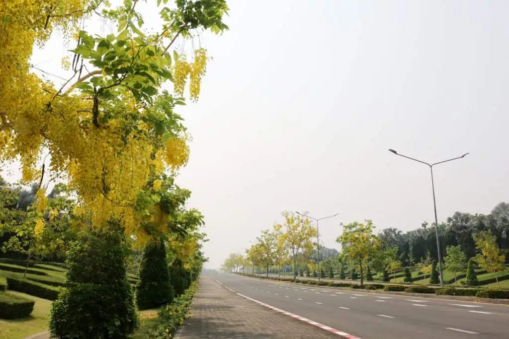 ชมอุโมงค์ราชพฤกษ์แห่งแรกใน ที่อุทยานหลวงราชพฤกษ์ จ.เชียงใหม่