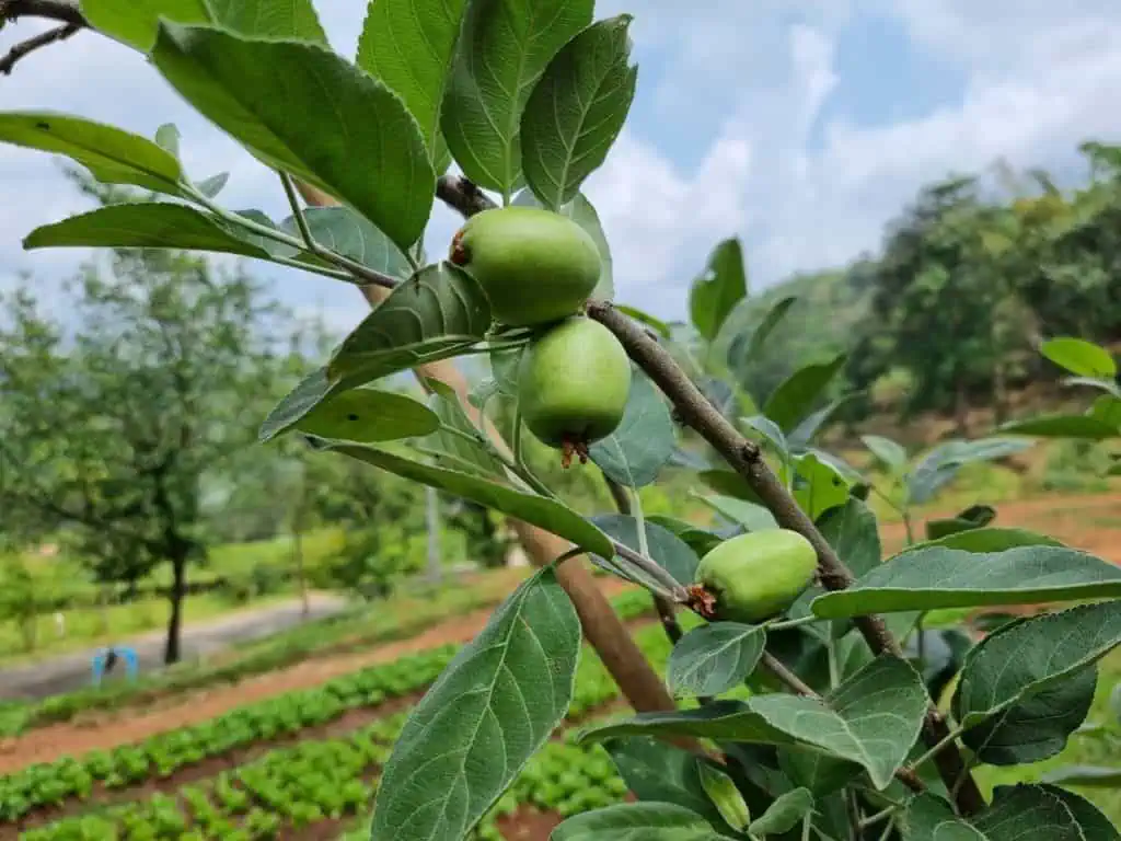 เกษตรเชียงใหม่ ร่วมโครงการ "เกษตรวิชญา" ขยายผลแปลงเรียนรู้ไม้ผลเมืองหนาวแก่เกษตรกร