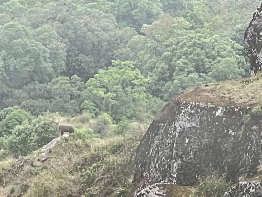 "ม้าเทวดา" อวดโฉมกลางทะเลหมอก ยอดดอยอินทนนท์ "ม้าเทวดา" อวดโฉมกลางทะเลหมอก ยอดดอยอินทนนท์