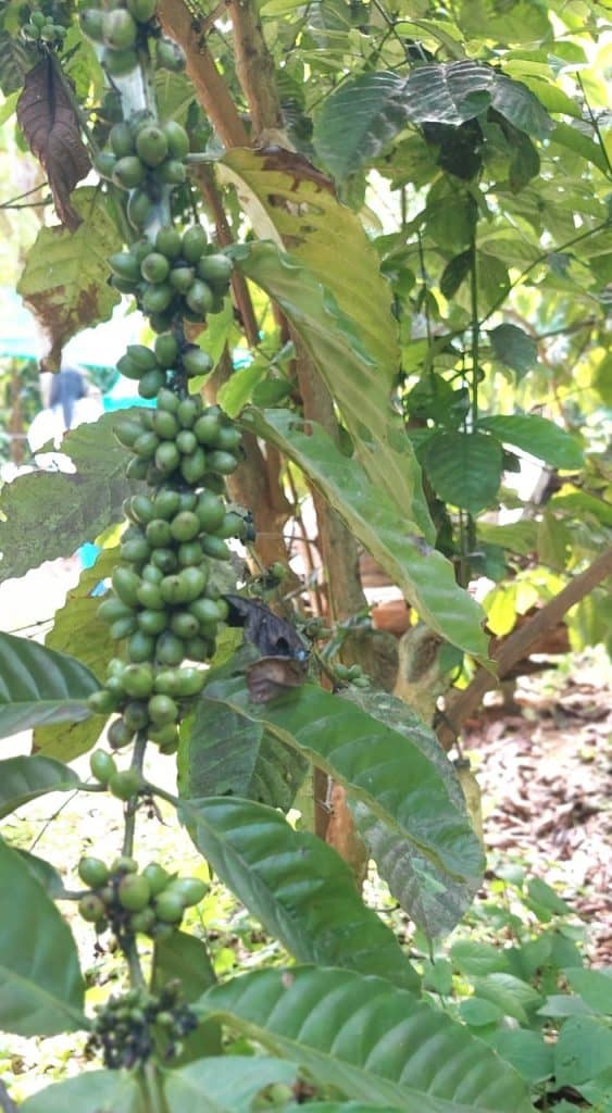 กาแฟขี้ชะมดซดนุ่มละมุนลิ้น กาแฟขี้ชะมดซดนุ่มละมุนลิ้น