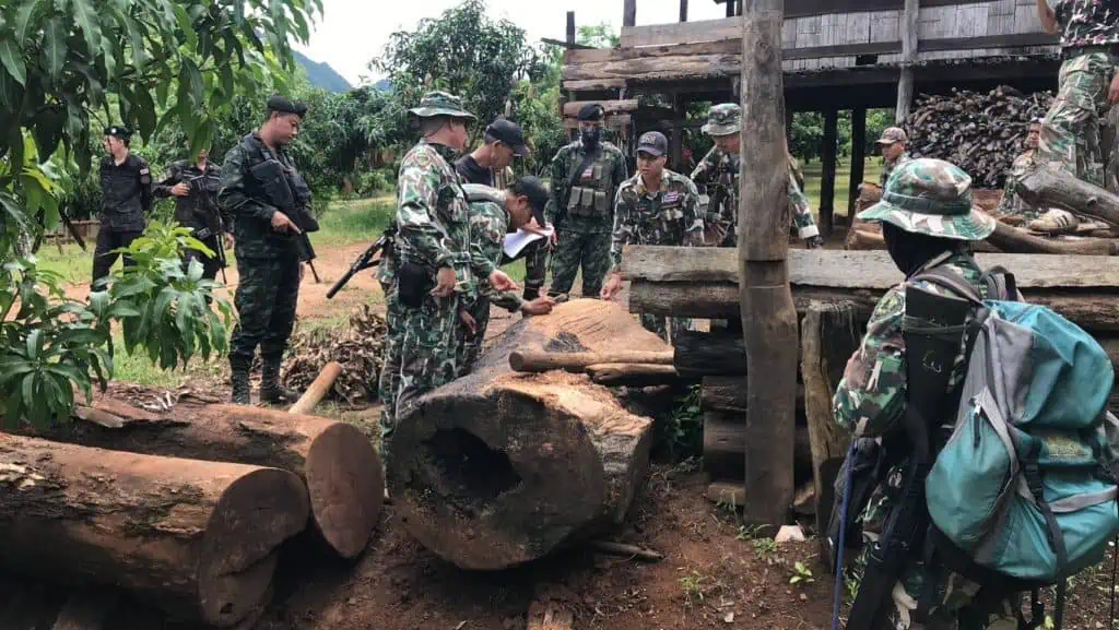 ผาเมือง ร่วมรัฐจับผู้ต้องหาซุกไม้ประดู่ ชายแดนเชียงดาว