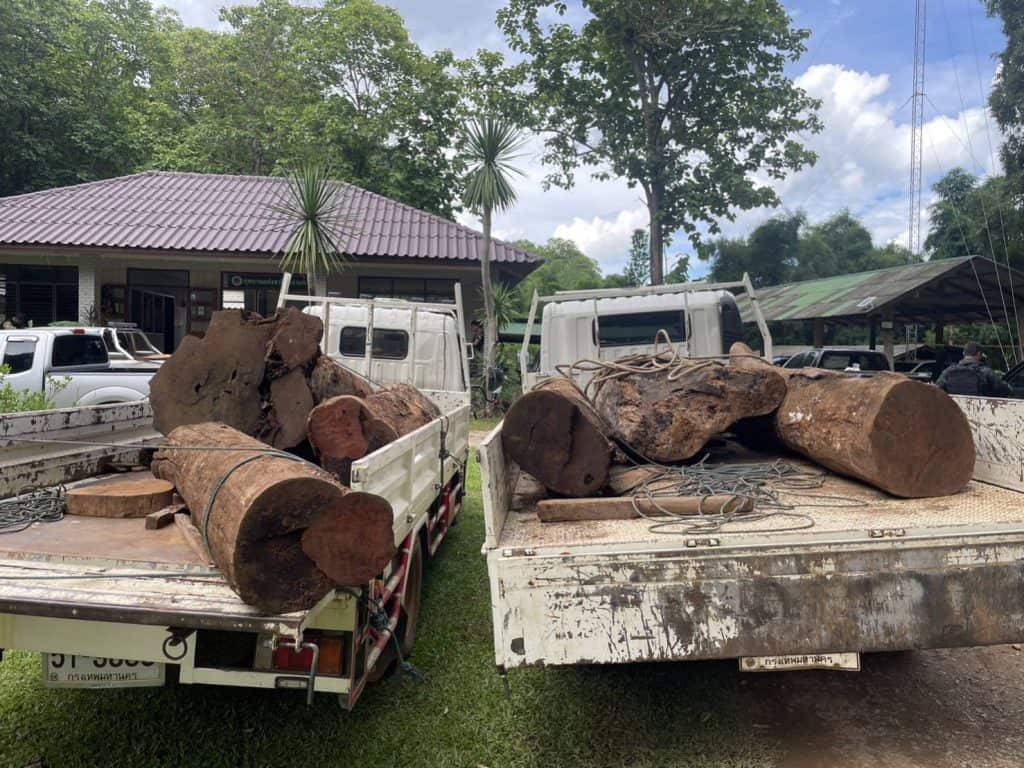 ผาเมือง ร่วมรัฐจับผู้ต้องหาซุกไม้ประดู่ ชายแดนเชียงดาว ผาเมือง ร่วมรัฐจับผู้ต้องหาซุกไม้ประดู่ ชายแดนเชียงดาว