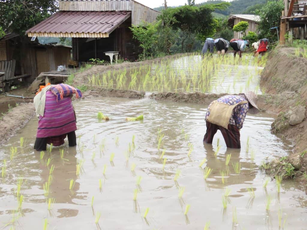 ได้ฤกษ์ทำนาขั้นบันได ชาวแม่แจ่มดำนาปลูกข้าว ได้ฤกษ์ทำนาขั้นบันได ชาวแม่แจ่มดำนาปลูกข้าว