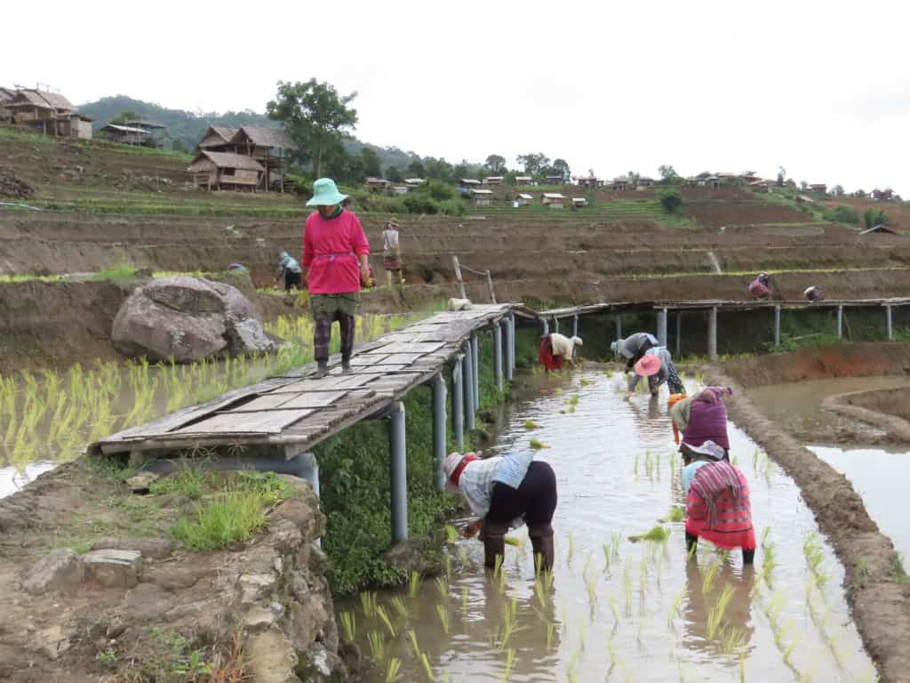 ได้ฤกษ์ทำนาขั้นบันได ชาวแม่แจ่มดำนาปลูกข้าว ได้ฤกษ์ทำนาขั้นบันได ชาวแม่แจ่มดำนาปลูกข้าว