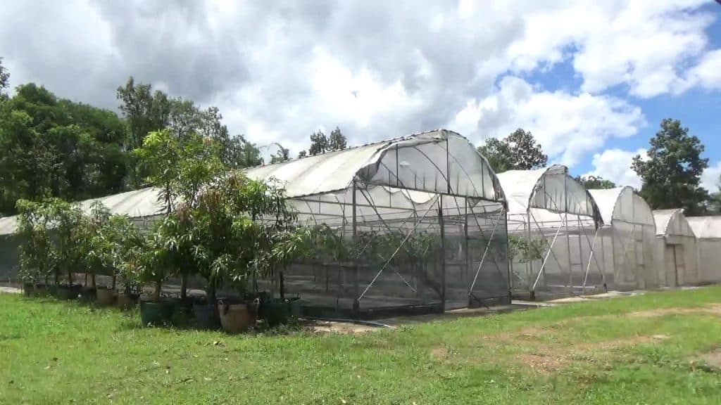 สวพส.ส่งเสริมปลูกแคนตาลูปอินทรีย์ ให้น้ำ-ปุ๋ยผ่านแอพพลิเคชั่น สวพส.ส่งเสริมปลูกแคนตาลูปอินทรีย์ ให้น้ำ-ปุ๋ยผ่านแอพพลิเคชั่น