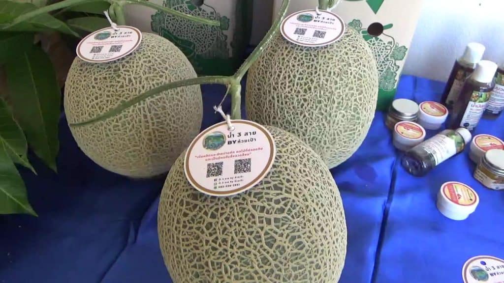 สวพส.ส่งเสริมปลูกแคนตาลูปอินทรีย์ ให้น้ำ-ปุ๋ยผ่านแอพพลิเคชั่น สวพส.ส่งเสริมปลูกแคนตาลูปอินทรีย์ ให้น้ำ-ปุ๋ยผ่านแอพพลิเคชั่น