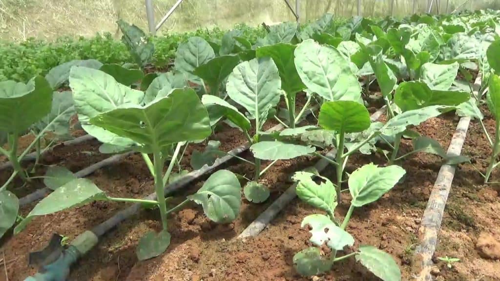 สวพส. พลิกชีวิตชาวสวนยางเชียงดาว สู่เกษตรกรอินทรีย์ สวพส. พลิกชีวิตชาวสวนยางเชียงดาว สู่เกษตรกรอินทรีย์