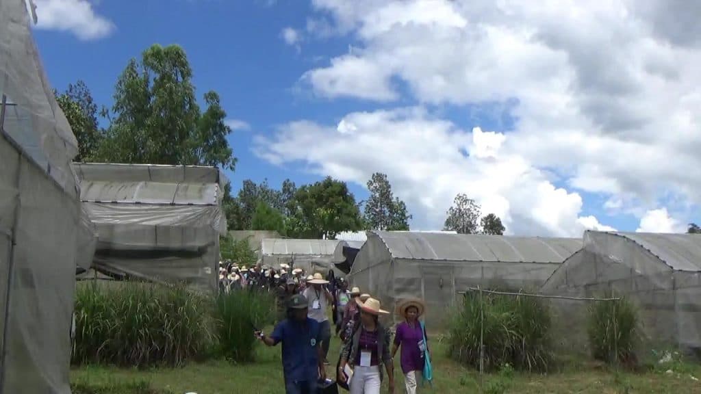 สวพส. พลิกชีวิตชาวสวนยางเชียงดาว สู่เกษตรกรอินทรีย์ สวพส. พลิกชีวิตชาวสวนยางเชียงดาว สู่เกษตรกรอินทรีย์