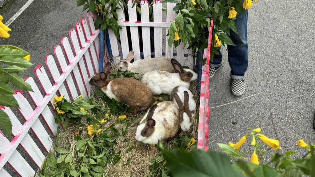 “สิงหาพาเหรด สัตว์น่ารัก” สวนสัตว์เชียงใหม่ จัดให้ชมทุกเสาร์-อาทิตย์ “สิงหาพาเหรด สัตว์น่ารัก” สวนสัตว์เชียงใหม่ จัดให้ชมทุกเสาร์-อาทิตย์