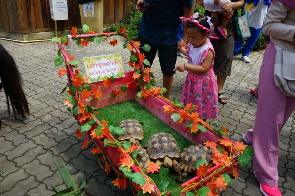 "สิงหาพาเหรด" วีคสุดท้าย สวนสัตว์เชียงใหม่ชวนเที่ยว 26-27 ส.ค.นี้ "สิงหาพาเหรด" วีคสุดท้าย สวนสัตว์เชียงใหม่ชวนเที่ยว 26-27 ส.ค.นี้