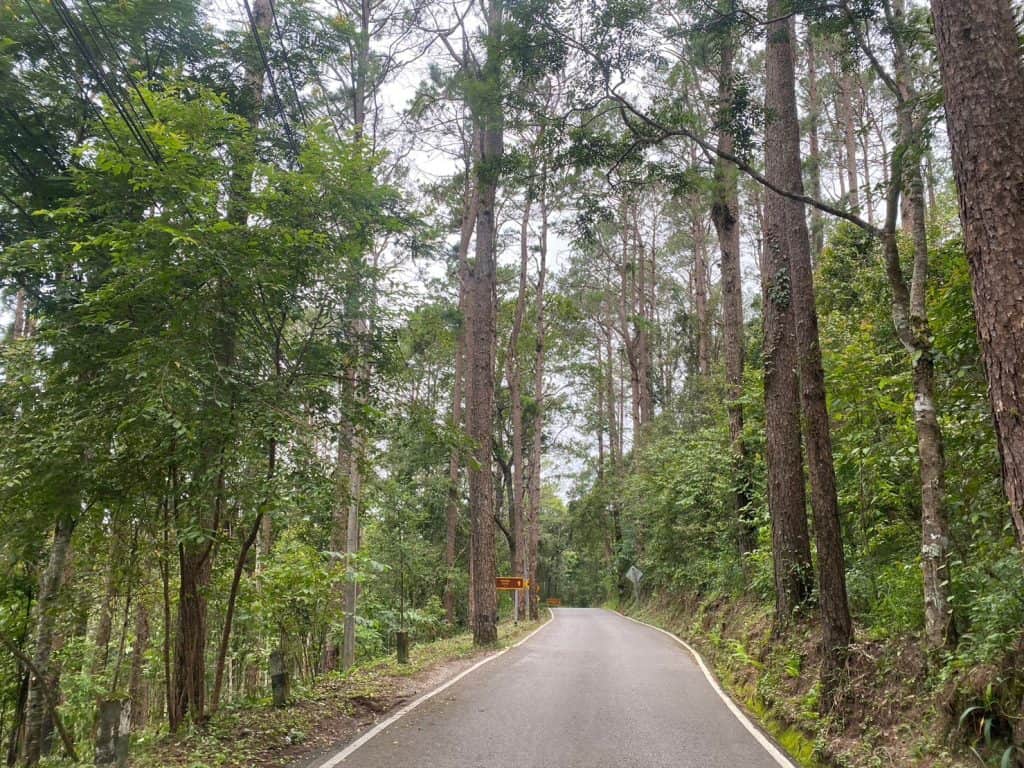 เตรียมปลูกซากุระเมืองไทยบนดอยสุเทพ-ปุย 1 หมื่นต้น เพิ่มปอดคนเชียงใหม่ เตรียมปลูกซากุระเมืองไทยบนดอยสุเทพ-ปุย 1 หมื่นต้น เพิ่มปอดคนเชียงใหม่