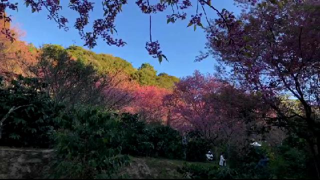 เตรียมปลูกซากุระเมืองไทยบนดอยสุเทพ-ปุย 1 หมื่นต้น เพิ่มปอดคนเชียงใหม่ เตรียมปลูกซากุระเมืองไทยบนดอยสุเทพ-ปุย 1 หมื่นต้น เพิ่มปอดคนเชียงใหม่