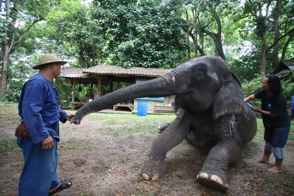 ครั้งแรกของโลก! ประเมินอาชีพควาญช้าง