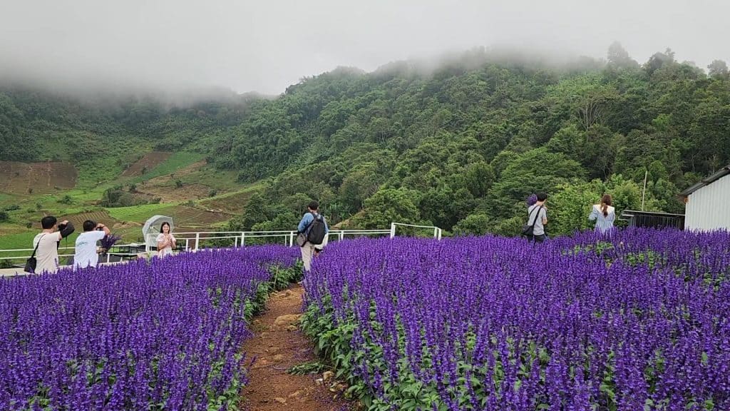 แห่เช็คอิน"ทุ่งดอกบลูซัลเวีย" บานสะพรั่งบนดอยม่อนแจ่ม แห่เช็คอิน"ทุ่งดอกบลูซัลเวีย" บานสะพรั่งบนดอยม่อนแจ่ม