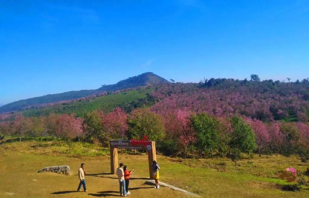 ประเดิมปีใหม่ ไปขึ้น “ภูลมโล” Amazing หุบเขาสีชมพู ชมซากุระเมืองไทยบานสะพรั่ง