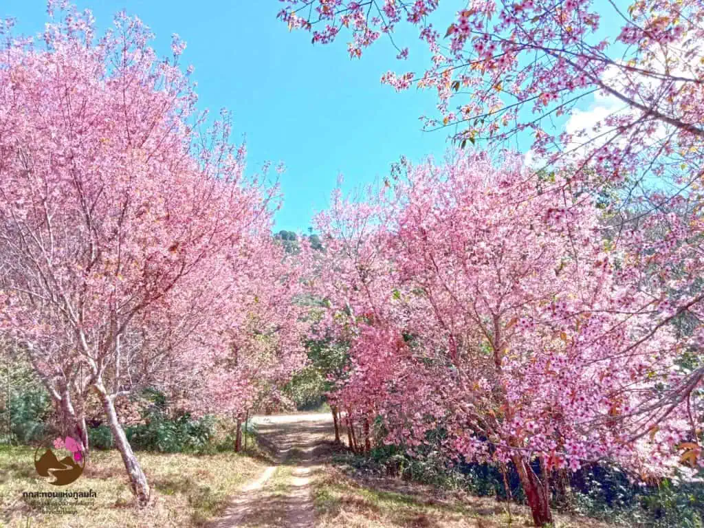 ประเดิมปีใหม่ ไปขึ้น “ภูลมโล” Amazing หุบเขาสีชมพู ชมซากุระเมืองไทยบานสะพรั่ง