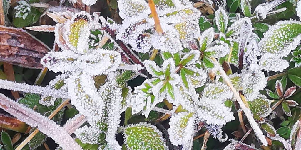 ตื่นตาน้ำค้างแข็งครั้งที่ 15 เช้านี้กิ่วแม่ปาน 5 องศา ตื่นตาน้ำค้างแข็งครั้งที่ 15 เช้านี้กิ่วแม่ปาน 5 องศา