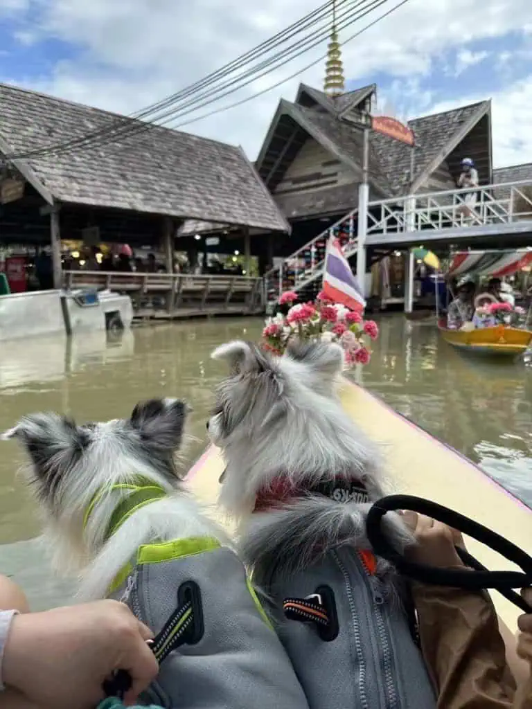 ททท.ดึงทัวร์จีนจัดเที่ยวไทยพร้อมสุนัขตัวโปรด