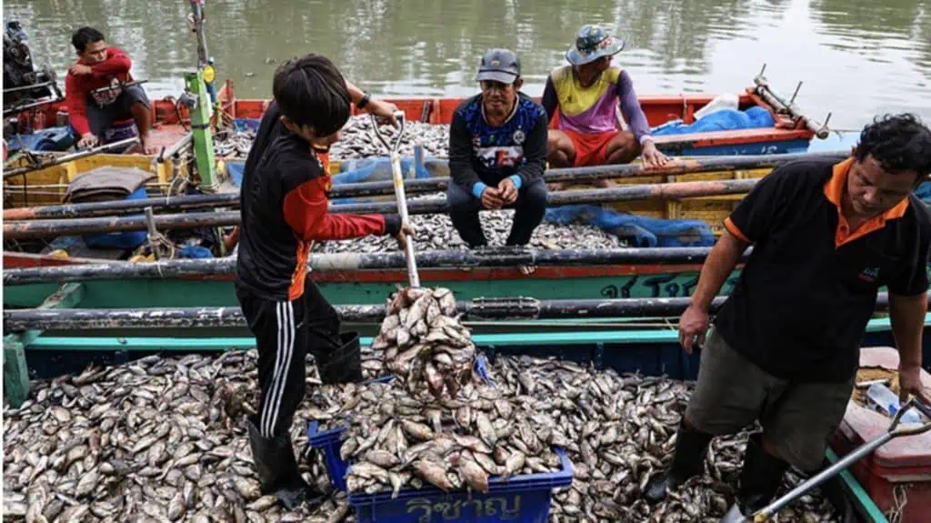 "ธรรมนัส" ลุยจุดรับซื้อปลาหมอคางดำ จ.สมุทรสาคร