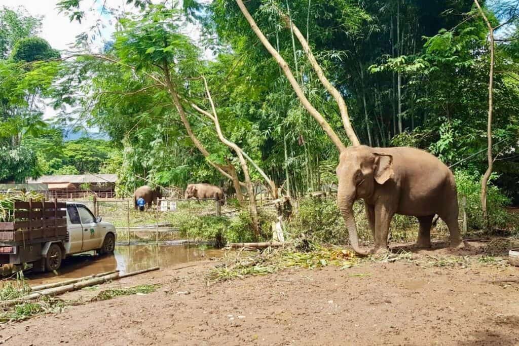 ทีมเชียงใหม่ รับรายงาน ช้าง แม่แตง ล้ม 2 เชือก ชี้น้ำท่วมครั้งนี้สูงเป็นประวัติการณ์ ประชาชนได้รับผลกระทบจำนวนมาก ทีมเชียงใหม่ รับรายงาน ช้าง แม่แตง ล้ม 2 เชือก ชี้น้ำท่วมครั้งนี้สูงเป็นประวัติการณ์ ประชาชนได้รับผลกระทบจำนวนมาก