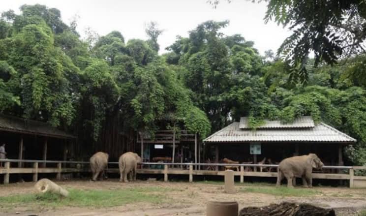 ทีมเชียงใหม่ รับรายงาน ช้าง แม่แตง ล้ม 2 เชือก ชี้น้ำท่วมครั้งนี้สูงเป็นประวัติการณ์ ประชาชนได้รับผลกระทบจำนวนมาก ทีมเชียงใหม่ รับรายงาน ช้าง แม่แตง ล้ม 2 เชือก ชี้น้ำท่วมครั้งนี้สูงเป็นประวัติการณ์ ประชาชนได้รับผลกระทบจำนวนมาก