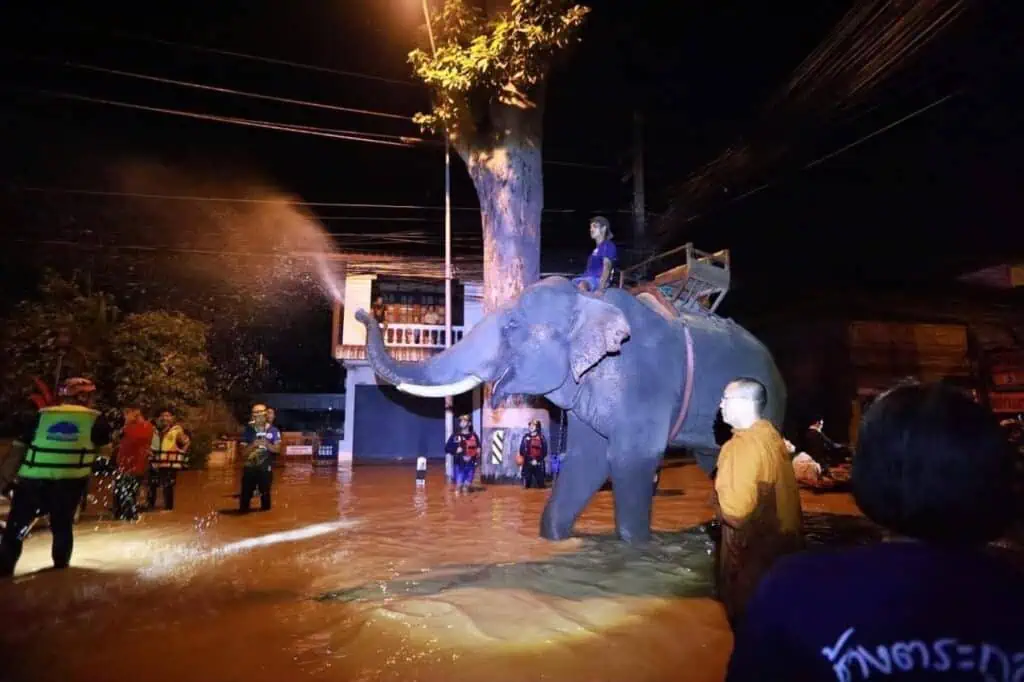 พระครูอ๊อด วัดเจดีย์หลวง นำช้างจากบ้านพักช้างตระกูลแสน มาลุยน้ำแจกของช่วยน้ำท่วม ที่ อ.สารภี จ.เชียงใหม่