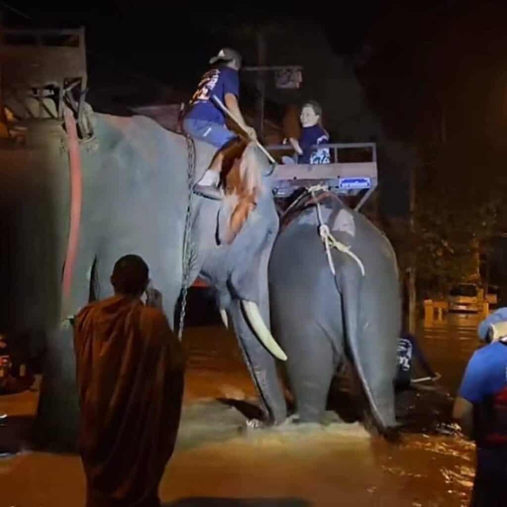 พระครูอ๊อด วัดเจดีย์หลวง นำช้างจากบ้านพักช้างตระกูลแสน มาลุยน้ำแจกของช่วยน้ำท่วม ที่ อ.สารภี จ.เชียงใหม่ พระครูอ๊อด วัดเจดีย์หลวง นำช้างจากบ้านพักช้างตระกูลแสน มาลุยน้ำแจกของช่วยน้ำท่วม ที่ อ.สารภี จ.เชียงใหม่