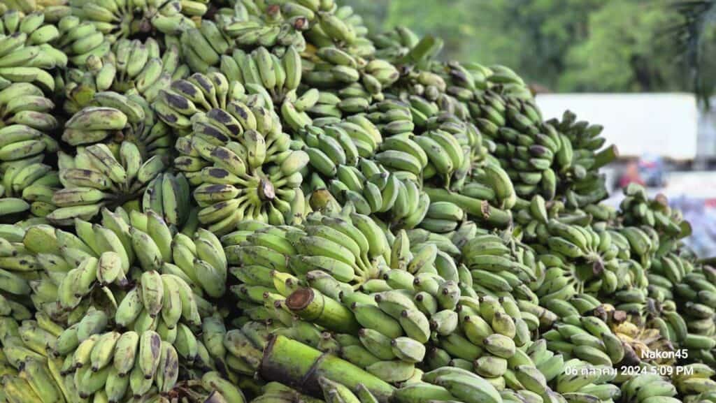 บิณฑ์-เอกพัน ทำจริง ขนผลไม้กว่า 120 ตันช่วยช้างแมงแตงพร้อมมอบเงินเยียวยาปางช้างเกือบ 4 ล้านบาท บิณฑ์-เอกพัน ทำจริง ขนผลไม้กว่า 120 ตันช่วยช้างแมงแตงพร้อมมอบเงินเยียวยาปางช้างเกือบ 4 ล้านบาท