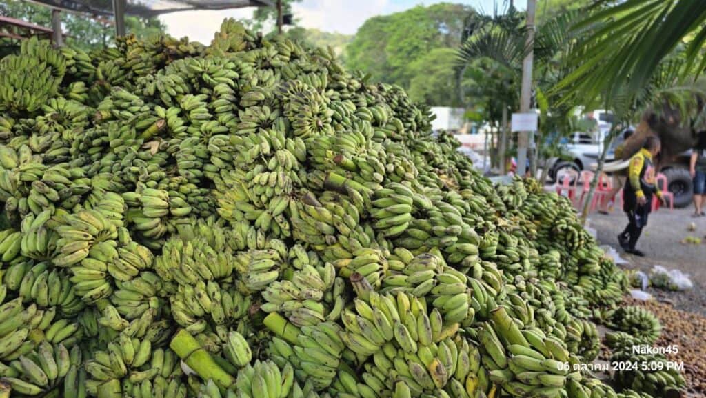 บิณฑ์-เอกพัน ทำจริง ขนผลไม้กว่า 120 ตันช่วยช้างแมงแตงพร้อมมอบเงินเยียวยาปางช้างเกือบ 4 ล้านบาท บิณฑ์-เอกพัน ทำจริง ขนผลไม้กว่า 120 ตันช่วยช้างแมงแตงพร้อมมอบเงินเยียวยาปางช้างเกือบ 4 ล้านบาท