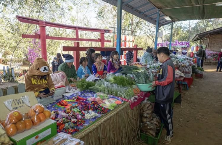 เทศกาลท่องเที่ยวหมู่บ้านสีชมพู เดินชมดอกซากุระ ชอปตลาดนัดเด็กดอย เทศกาลท่องเที่ยวหมู่บ้านสีชมพู เดินชมดอกซากุระ ชอปตลาดนัดเด็กดอย