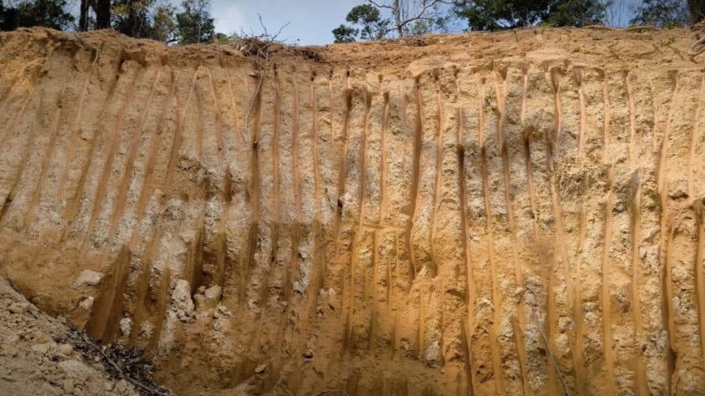 วุฒิสภา บุกตรวจจีนเทารุกป่าสงวน ทำสวนทุเรียนบนเขานับพันไร่ วุฒิสภา บุกตรวจจีนเทารุกป่าสงวน ทำสวนทุเรียนบนเขานับพันไร่