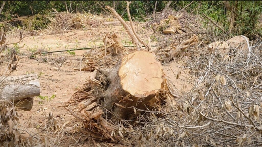 วุฒิสภา บุกตรวจจีนเทารุกป่าสงวน ทำสวนทุเรียนบนเขานับพันไร่ วุฒิสภา บุกตรวจจีนเทารุกป่าสงวน ทำสวนทุเรียนบนเขานับพันไร่