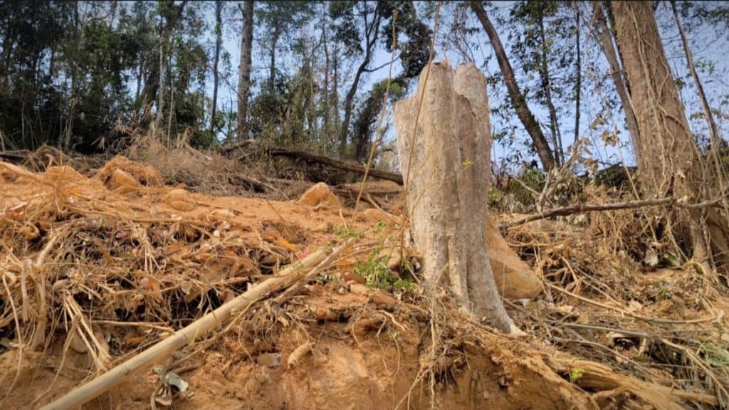 วุฒิสภา บุกตรวจจีนเทารุกป่าสงวน ทำสวนทุเรียนบนเขานับพันไร่ วุฒิสภา บุกตรวจจีนเทารุกป่าสงวน ทำสวนทุเรียนบนเขานับพันไร่