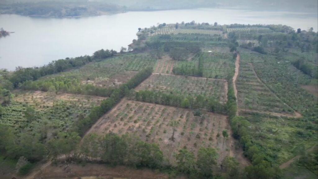 สว.ลุยเอาผิดทุนจีนรุกที่อ่างเก็บน้ำ ปลูกสวนทุเรียนกว่า 100 ไร่ จ่อรื้อถอน-ปลูกป่าฟื้นฟูธรรมชาติ สว.ลุยเอาผิดทุนจีนรุกที่อ่างเก็บน้ำ ปลูกสวนทุเรียนกว่า 100 ไร่ จ่อรื้อถอน-ปลูกป่าฟื้นฟูธรรมชาติ