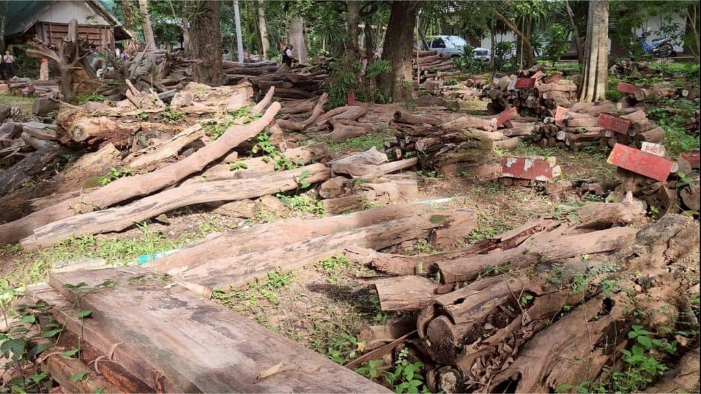 "สว.ชีวะภาพ" ปลุกคนไทย ! ชี้ 10 ปี จับเขมรตัดไม้พะยูงนับหมื่นคน ความเสียหายมหาศาล "สว.ชีวะภาพ" ปลุกคนไทย ! ชี้ 10 ปี จับเขมรตัดไม้พะยูงนับหมื่นคน ความเสียหายมหาศาล