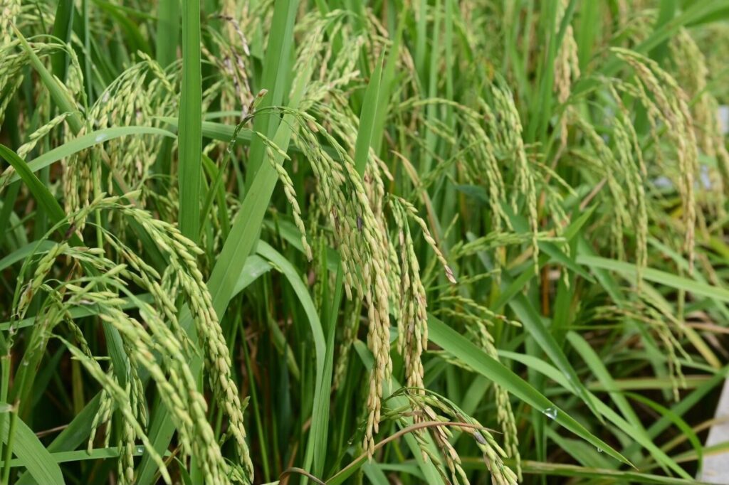 “พาณิชย์” เผย ไทยส่งออกข้าว ปี 68 ทะลุเป้า พุ่ง 7.9 ล้านตัน ประเมินส่งออกปี 69 ปริมาณ 7 ล้านตัน “พาณิชย์” เผย ไทยส่งออกข้าว ปี 68 ทะลุเป้า พุ่ง 7.9 ล้านตัน ประเมินส่งออกปี 69 ปริมาณ 7 ล้านตัน