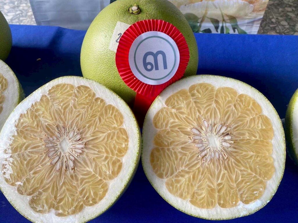 กรมทรัพย์สินทางปัญญา ประกาศ “ส้มโอเวียงแก่น” จ.เชียงราย เป็น GI น้องใหม่ ดัน “เชียงราย” ขึ้นแท่นอันดับ 2 จังหวัดที่มี GI มากที่สุดในไทย กรมทรัพย์สินทางปัญญา ประกาศ “ส้มโอเวียงแก่น” จ.เชียงราย เป็น GI น้องใหม่ ดัน “เชียงราย” ขึ้นแท่นอันดับ 2 จังหวัดที่มี GI มากที่สุดในไทย