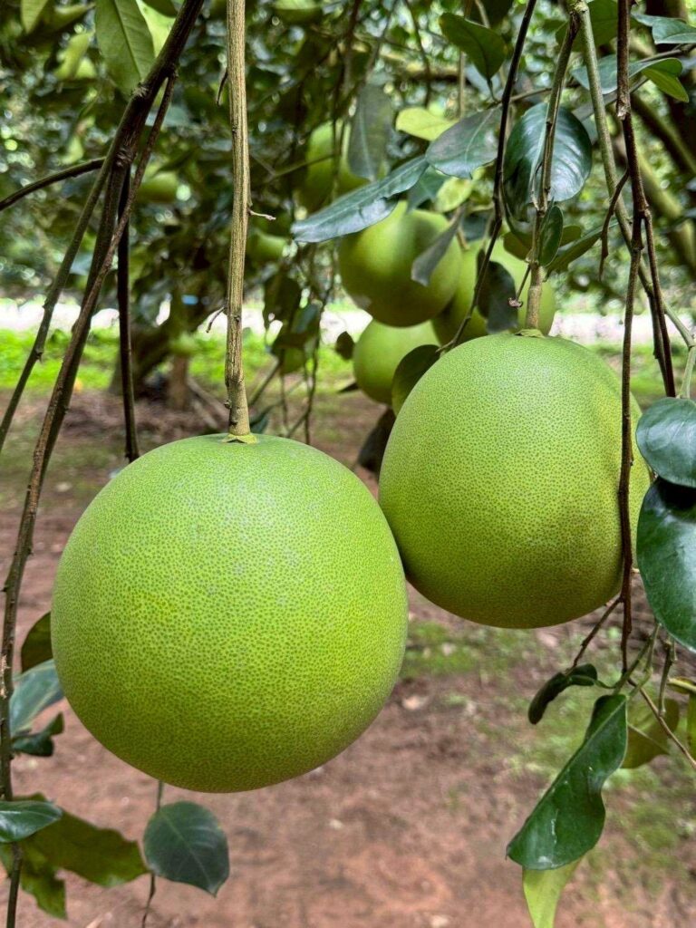 กรมทรัพย์สินทางปัญญา ประกาศ “ส้มโอเวียงแก่น” จ.เชียงราย เป็น GI น้องใหม่ ดัน “เชียงราย” ขึ้นแท่นอันดับ 2 จังหวัดที่มี GI มากที่สุดในไทย กรมทรัพย์สินทางปัญญา ประกาศ “ส้มโอเวียงแก่น” จ.เชียงราย เป็น GI น้องใหม่ ดัน “เชียงราย” ขึ้นแท่นอันดับ 2 จังหวัดที่มี GI มากที่สุดในไทย