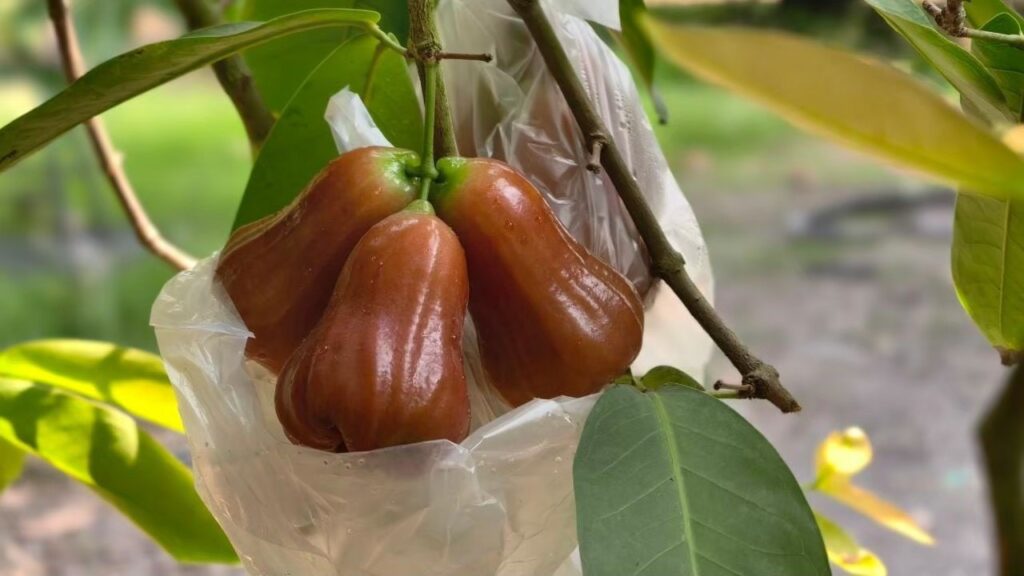 พาณิชย์ ประกาศขึ้นทะเบียน “ชมพู่คลองหาด” เป็นสินค้า GI น้องใหม่ ชมพู่เกรดพรีเมียม หวาน กรอบ ของดีจังหวัดสระแก้ว พาณิชย์ ประกาศขึ้นทะเบียน “ชมพู่คลองหาด” เป็นสินค้า GI น้องใหม่ ชมพู่เกรดพรีเมียม หวาน กรอบ ของดีจังหวัดสระแก้ว