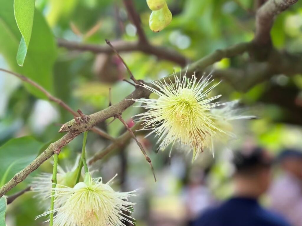 พาณิชย์ ประกาศขึ้นทะเบียน “ชมพู่คลองหาด” เป็นสินค้า GI น้องใหม่ ชมพู่เกรดพรีเมียม หวาน กรอบ ของดีจังหวัดสระแก้ว พาณิชย์ ประกาศขึ้นทะเบียน “ชมพู่คลองหาด” เป็นสินค้า GI น้องใหม่ ชมพู่เกรดพรีเมียม หวาน กรอบ ของดีจังหวัดสระแก้ว